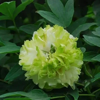 شنه سکرین پټ جیډ پیونی